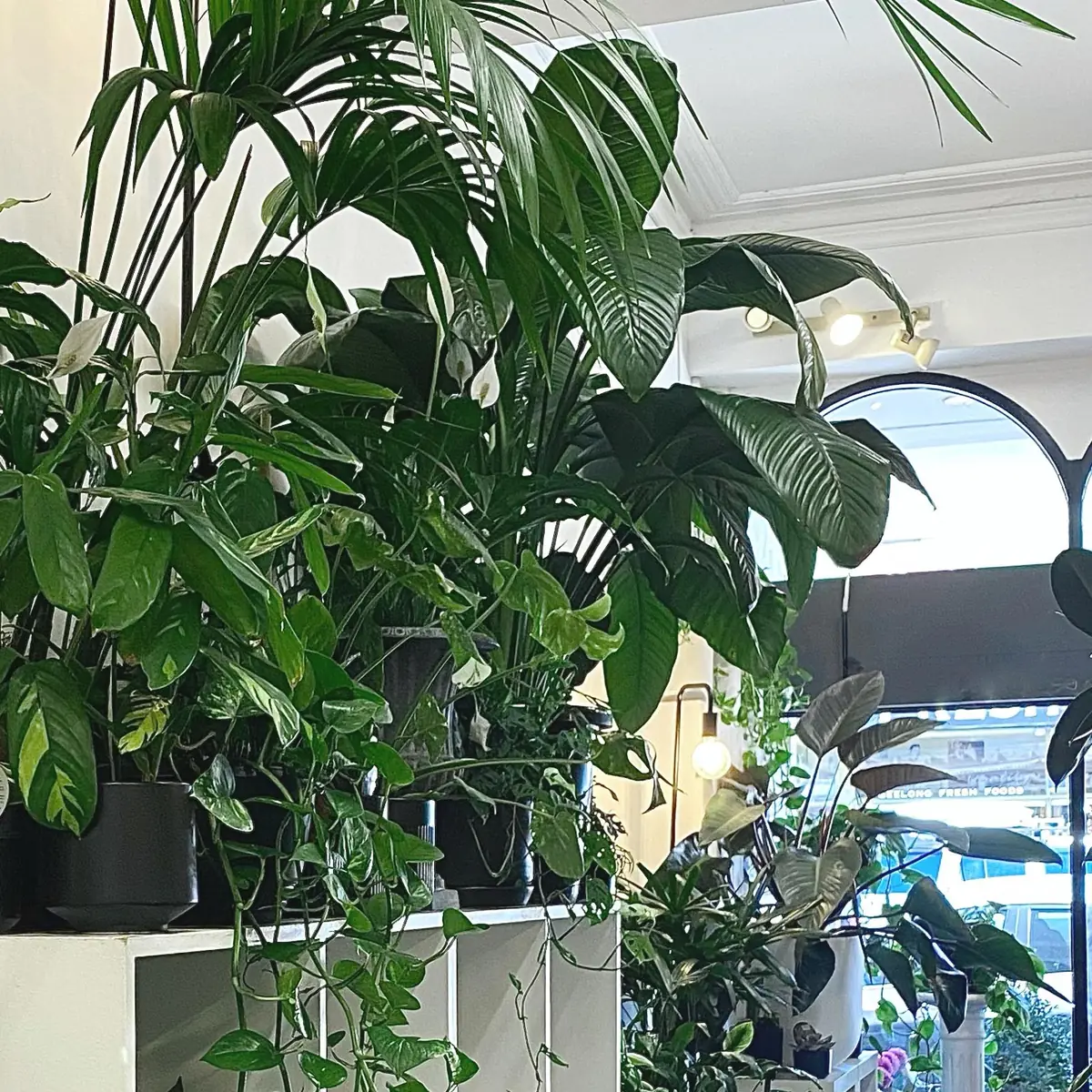 Lush indoor plants filling the shop interior beneath the arched window